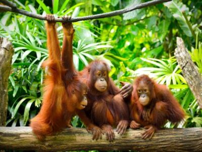 3 Orangutanger Sepilok Rehabiliteringscenter