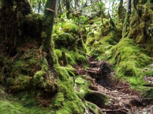 Mossy forest ved Brinchang-bjerget