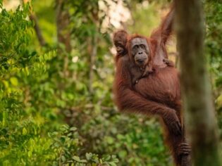 Orangutang med baby