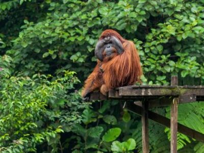 Orangutang ved Semenggoh Wildlife Centre Orangutang ved Semenggoh Wildlife Centre