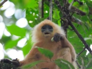 Rød bladabe, Danum Valley