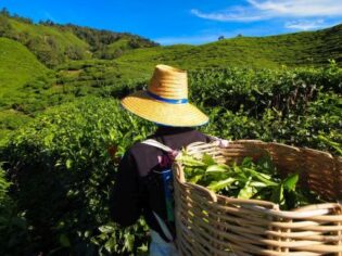 Te plantage arbejder i marken, Cameron Highlands