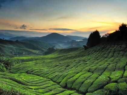 Teplantage ved Cameron highlands