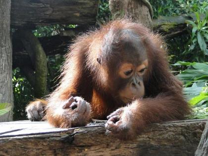 Baby orangutang ved foderplatform