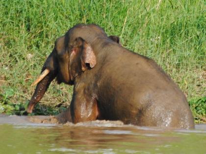 Pygmæ-elefant ved Kinabatangan floden