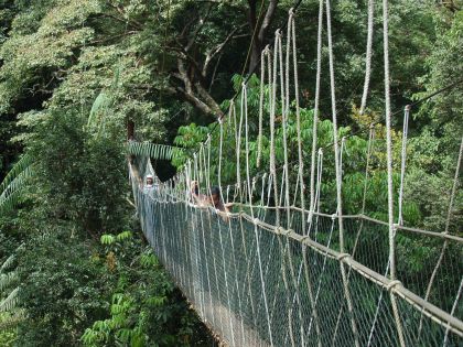 Hængebro ved Taman Negara