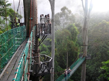 Hængebroer i trætoppen, Danum Valley