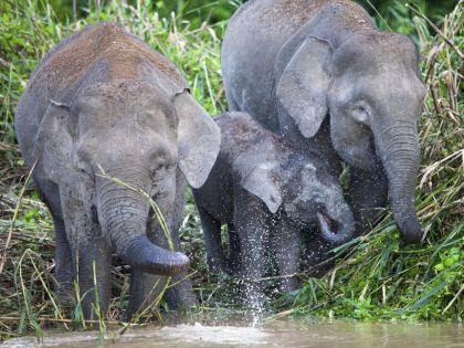 Pygmæ-elefanter ved Kinabatangan floden