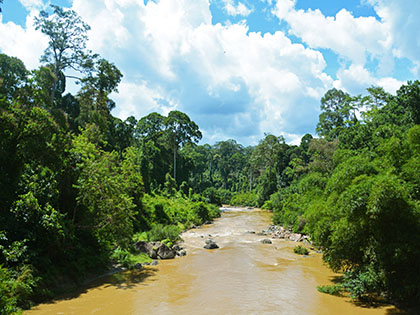 Flod ved Danum Valley