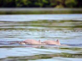 Irrawaddy Dolphin ved Tabin Rainforest Lodge