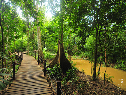 Gangbro ved Abai Jungle Lodge