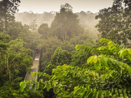 Udsigt over Rainforest Discovery Centre fra udkigstårn