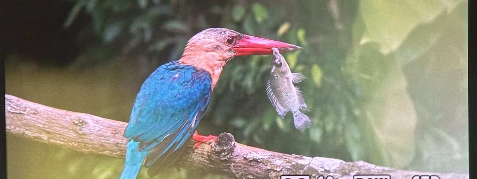 Farverig og fantastisk Stork-billed Kingfisher med dagesn fangst