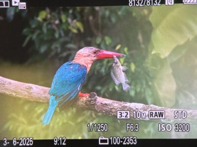 Farverig og fantastisk Stork-billed Kingfisher med dagesn fangst Farverig og fantastisk Stork-billed Kingfisher med dagesn fangst