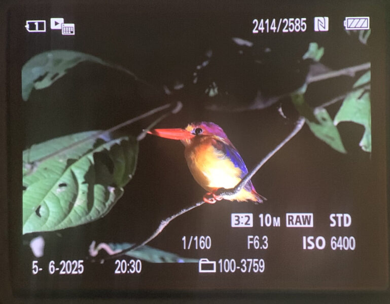 Fantastisk Dvarf-oriental Kingfisher