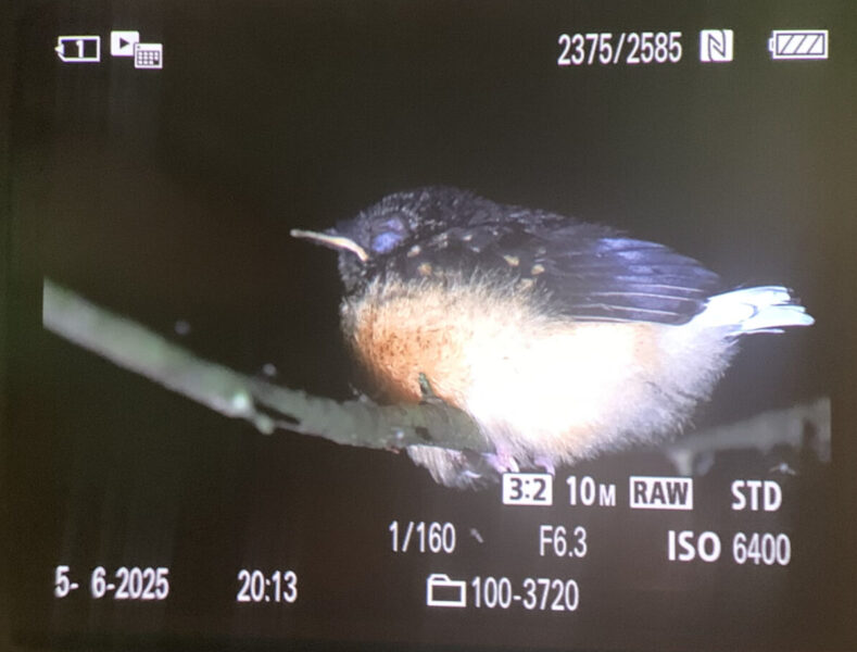 Rufus Flycatcher