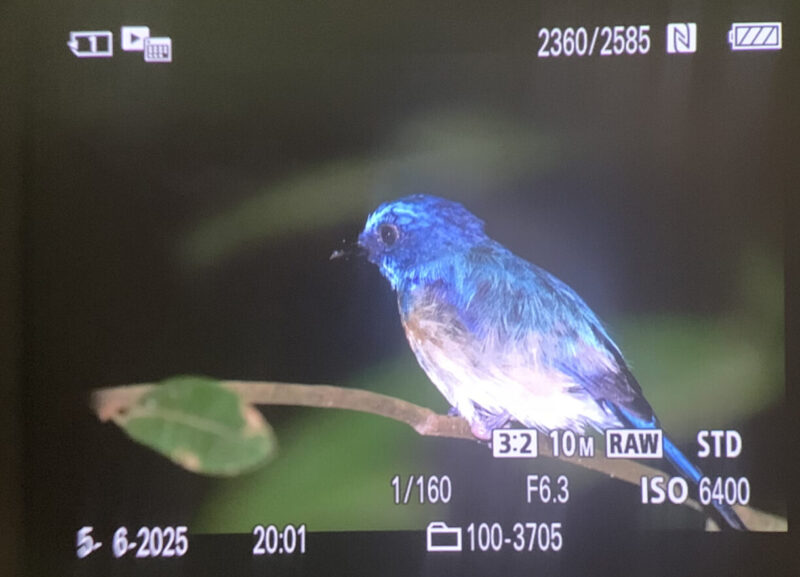 Flot Malaysian Blue Flycatcher