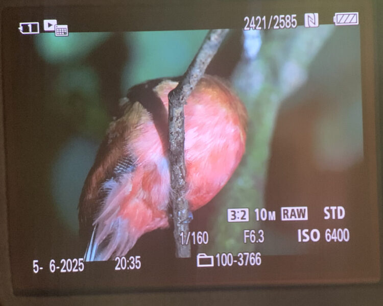 Scarlet-rombed Trogon der sover sødt