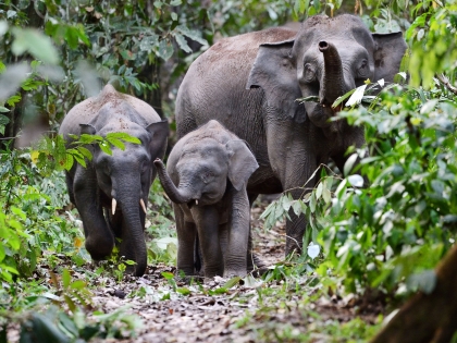 Borneo pygmæelefanter i Brumas, Tawau, Sabah