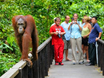 Besøg Sepilok Orangutan Rehabilitation Centre i Sabah