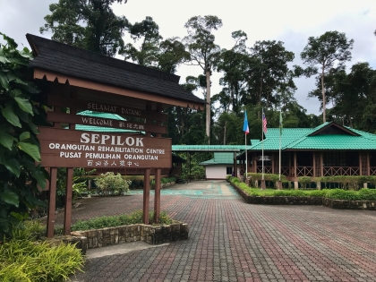 Besøg Sepilok Orangutan Rehabilitation Centre i Sabah