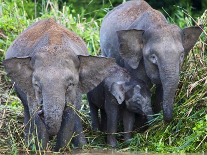 Borneanske pygmæelefant i Sabah, Malaysia