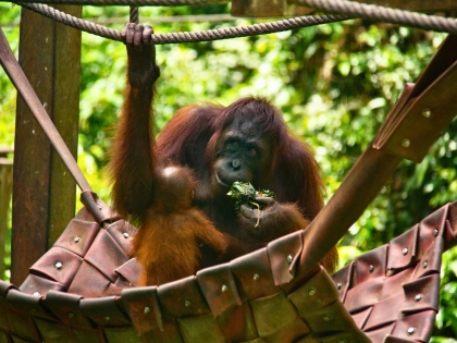 Mor og baby orangutanger ved Sepilok