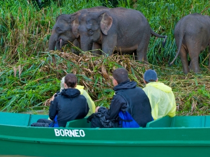 Borneanske pygmæelefant ved Kinabatangan-floden