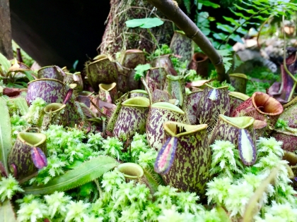 Pitcher plants at The Habitat Penang Hill