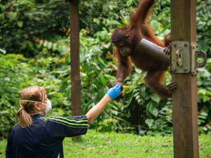 orangutang interagerer med mennesker ved Sepilok