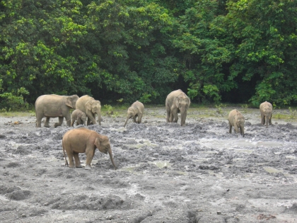 Borneanske pygmæelefant ved Tabin Dyrereservat