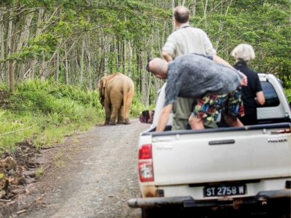Turister kigger på en Borneanske pygmæelefant fra en safari i Brumas, Tawau, Sabah