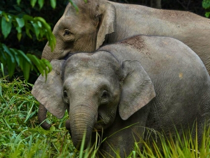 Borneanske pygmæelefanter i Deramakot-skovreservatet i Sabah, Malaysia