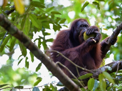 Vilde orangutanger i Sabah, malaysisk Borneo