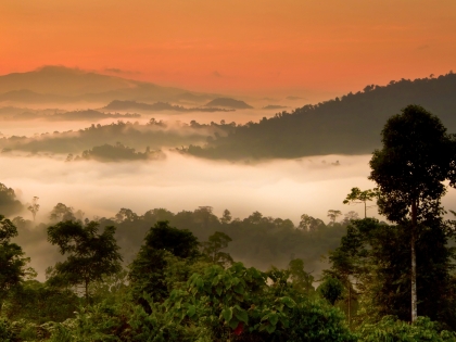 Udsigt over Danum-dalens regnskov fra Bukit Atur