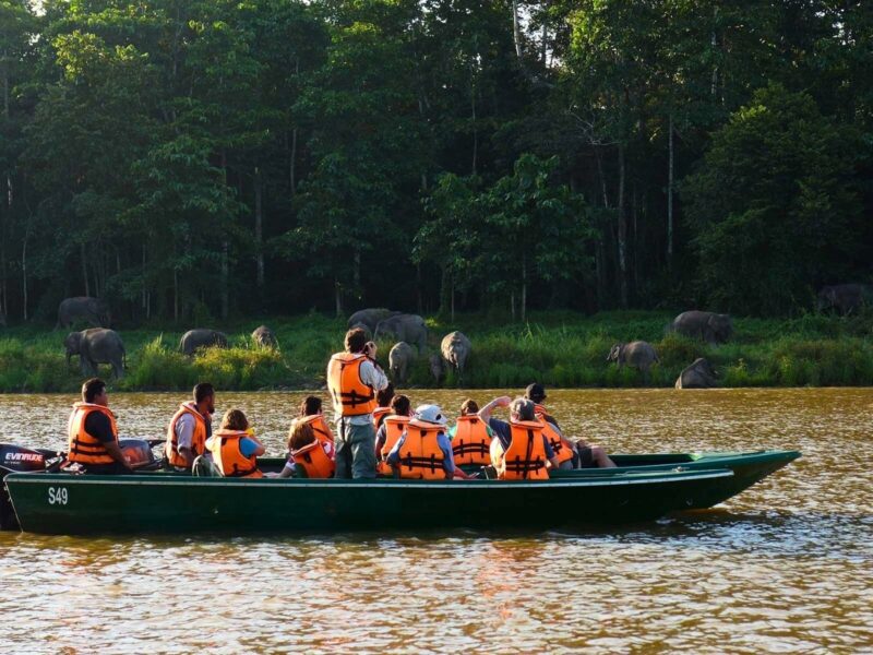 Turister ser på Borneanske pygmæelefanter fra en båd ved Kinabatangan-floden