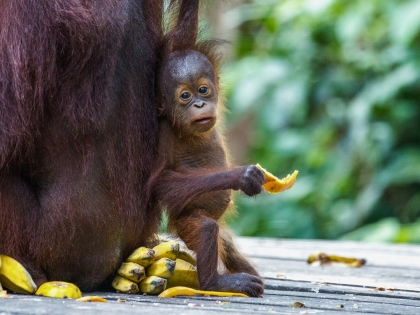 Orangutangunge ved Sepilok