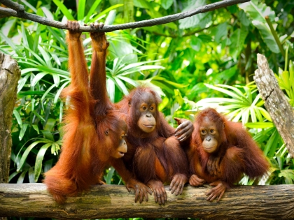 Halvvilde orangutanger ved Sepilok