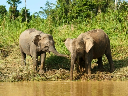 Borneanske pygmæelefanter ved Kinabatangan-floden i Sabah, Malaysia