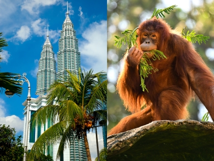 Petronas Twin Towers i Kuala Lumpur og orangutanger på Borneo