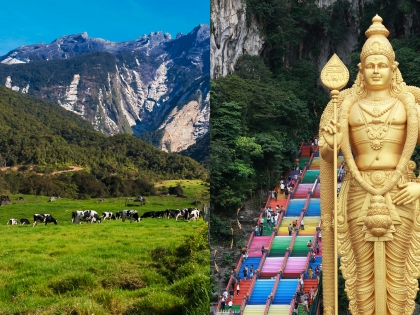 Køer i Kundasang med Kinabalu-bjerget i baggrunden og Batu-hulerne