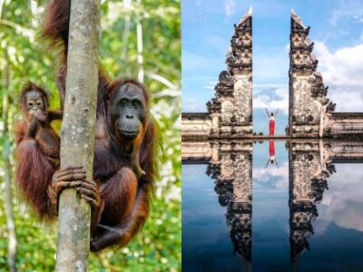 En collage, der viser orangutangmor og -unge på Borneo og en turist på Bali.