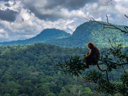 Gibbon ved Danum Valley Conservation Area, en 130 millioner år gammel regnskov på Borneo.