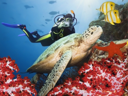 Dykning med havskildpadde i Semporna, Sabah, malaysisk Borneo