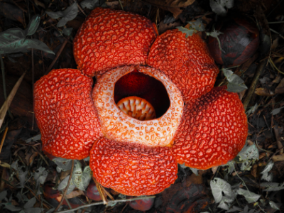 Rafflesia-blomst i fuldt flor på regnskovens bund på Borneo