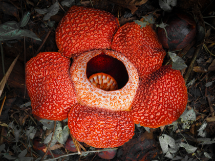 Rafflesia-blomst i fuldt flor på regnskovens bund på Borneo